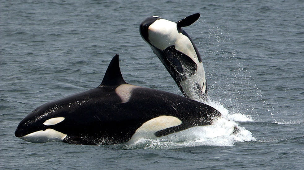 10 eco-volunteering holidays in the UK and Europe; killer whales